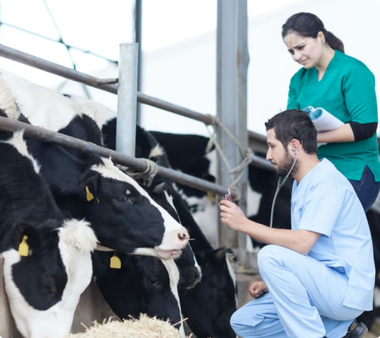 Why cow protection is essential for our ecosystem