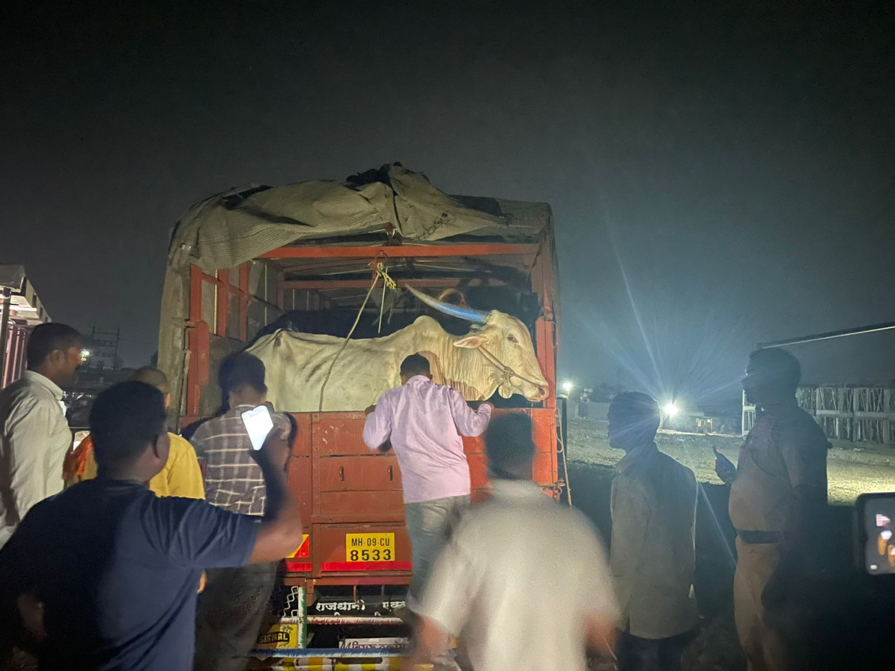 Why cow protection is essential for our ecosystem